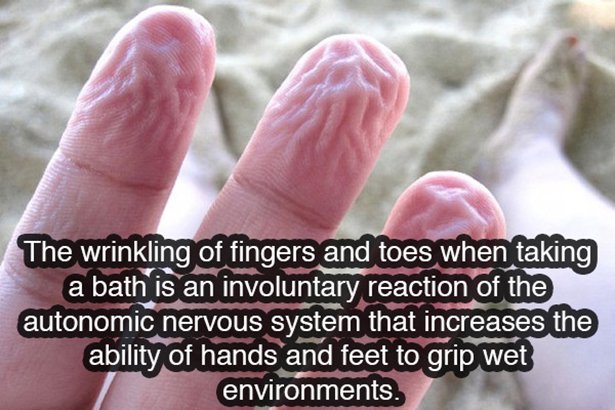 fun facts about the nervous system - The wrinkling of fingers and toes when taking a bath is an involuntary reaction of the autonomic nervous system that increases the ability of hands and feet to grip wet environments.