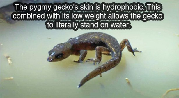 child abuse - The pygmy gecko's skin is hydrophobic. This combined with its low weight allows the gecko to literally stand on water.