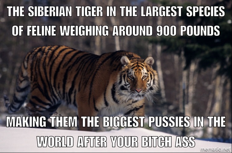 world's dirtiest memes - The Siberian Tiger In The Largest Species Of Feline Weighing Around 900 Pounds Making Them The Biggest Pussies In The World After Your Bitch Ass mematic.net