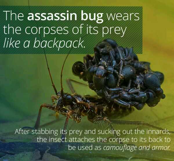 wtf facts - bug memes - The assassin bug wears the corpses of its prey ' a backpack. After stabbing its prey and sucking out the innards, the insect attaches the corpse to its back to be used as camouflage and armor.
