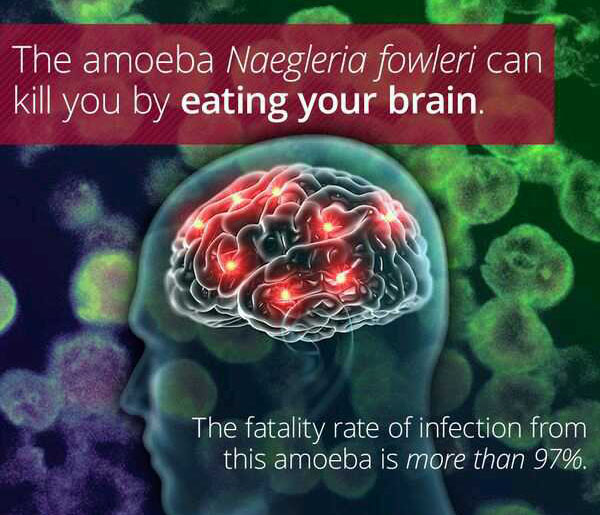 wtf facts - wtf facts - The amoeba Naegleria fowleri can kill you by eating your brain. The fatality rate of infection from this amoeba is more than 97%.