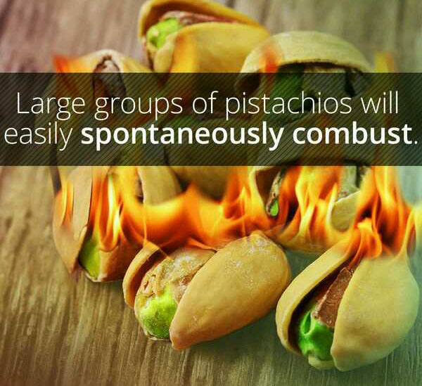 wtf facts - vegetable - Large groups of pistachios will easily spontaneously combust.
