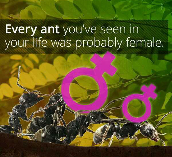 wtf facts - nature - Every ant you've seen in your life was probably female.
