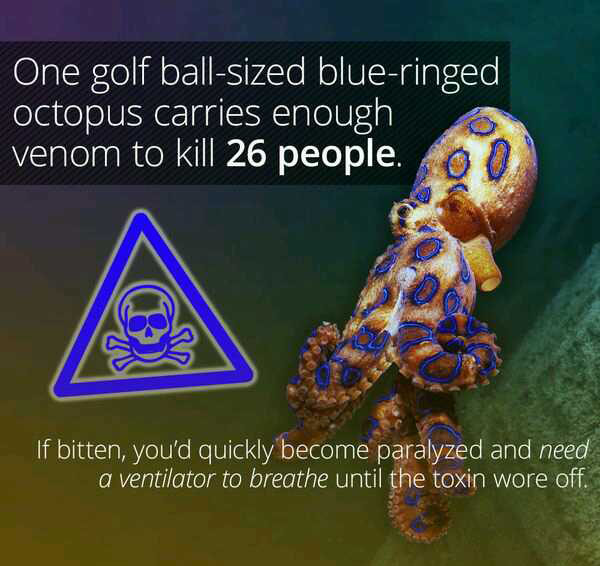 wtf facts - Blue-ringed octopus - One golf ballsized blueringed, octopus carries enough venom to kill 26 people. If bitten, you'd quickly become paralyzed and need a ventilator to breathe until the toxin wore off.