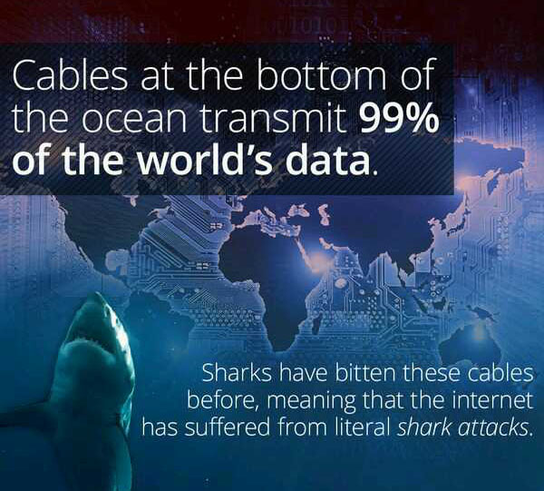 wtf facts - world - Cables at the bottom of the ocean transmit 99% of the world's data. Sharks have bitten these cables before, meaning that the internet has suffered from literal shark attacks.