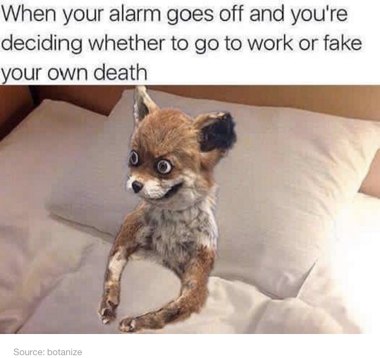 fox in bed meme - When your alarm goes off and you're deciding whether to go to work or fake your own death Source botanize