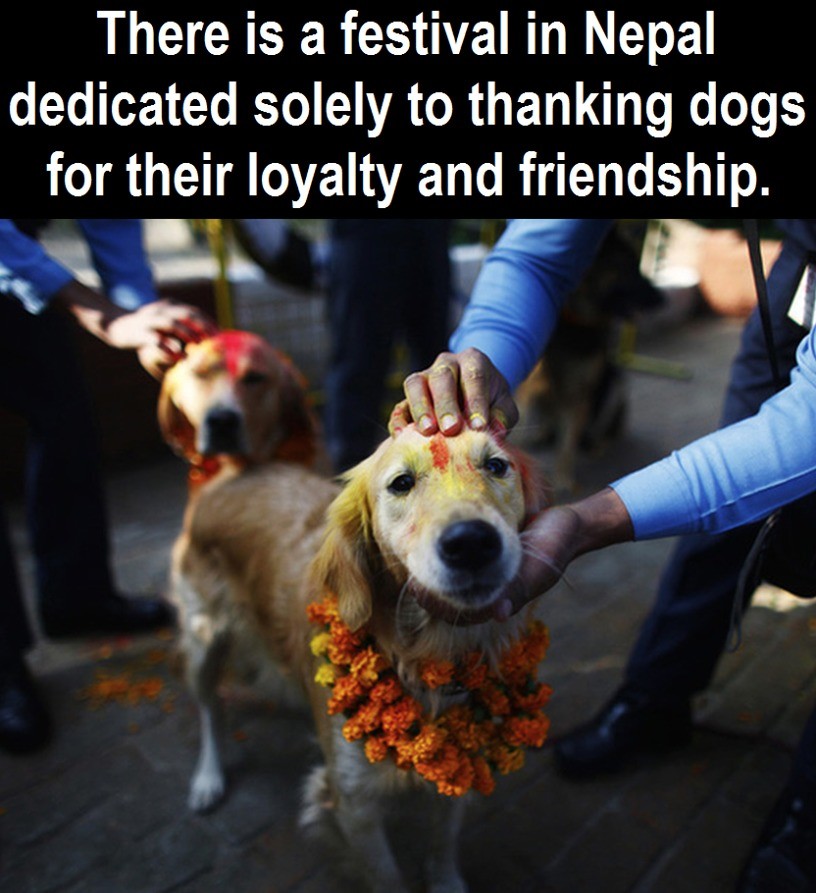 there is a festival in nepal - There is a festival in Nepal dedicated solely to thanking dogs for their loyalty and friendship.
