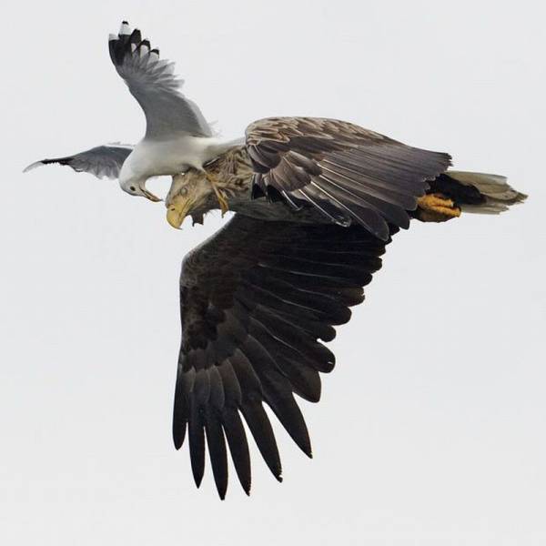 seagull attack eagle