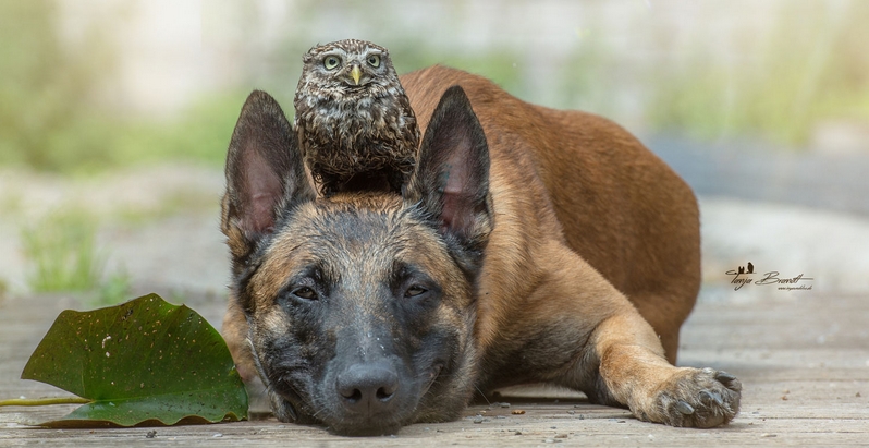 Dog and Rescued Owl Have Become The Best of Friends