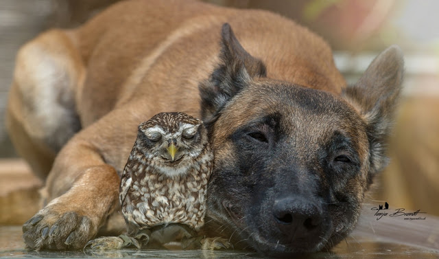 Dog and Rescued Owl Have Become The Best of Friends