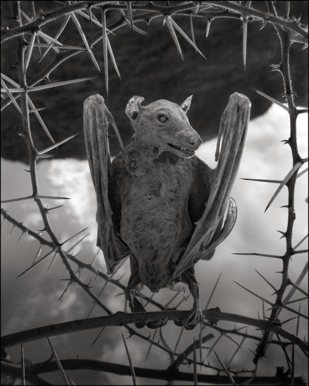 A Terrifying Lake That Turns Birds Into Statues