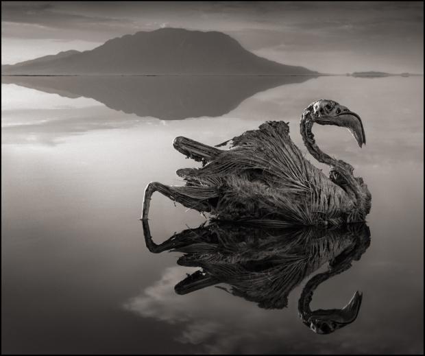 A Terrifying Lake That Turns Birds Into Statues