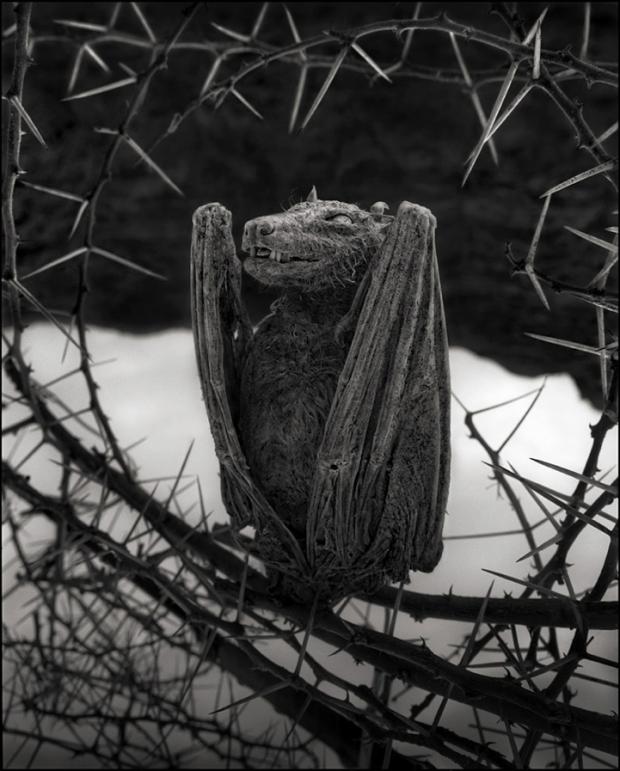 The effects and dead scenery of Lake Natron are both fantastic and morbid, inspiring associations with certain Tim Burton movies and other Edward Gorey-esque imagery.