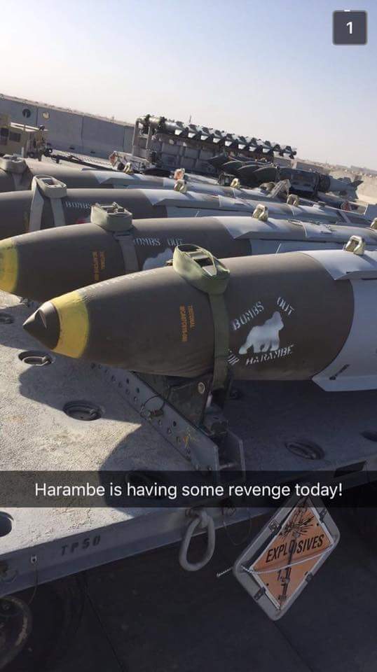 Harambe - Solo Buns Hrine Harambe is having some revenge today! Explosives