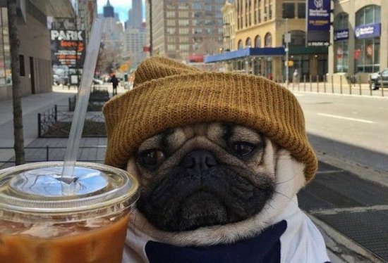 pug with beanie and coffee