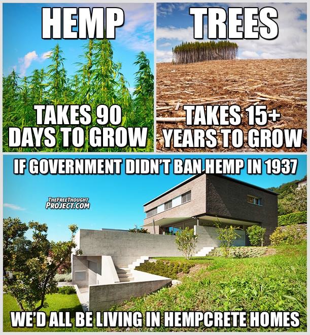 does it look like - Hemp Trees Takes 90 Takes 15 Days To Grow Years To Grow If Government Didn'T Ban Hemp In 1937 Inc The Free Thought Project.Com We'D All Be Living In Hempcrete Homes