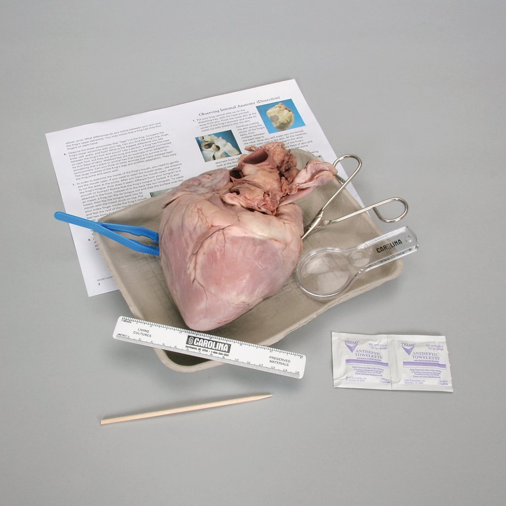 Jr. Scientist Heart Dissection Kit (Real Pig Heart) $12