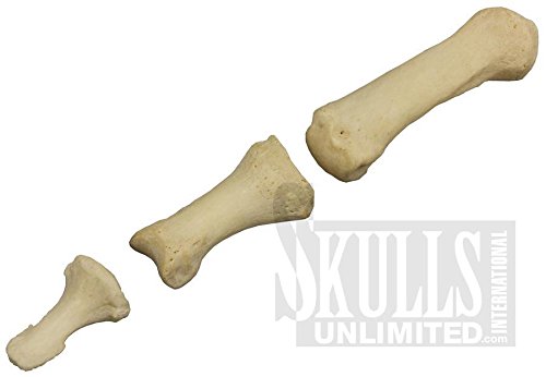 Complete Real Human Finger (Natural Bone) $49