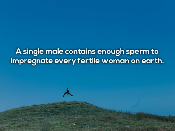 Fun fact about how one male has enough sperm to impregnate every fertile woman on earth.