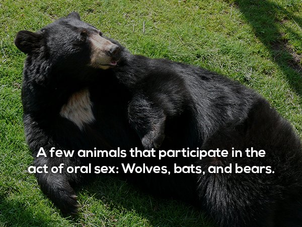 Picture of large black bear on a green lawn of grass and fun fact about how animals that participate in oral sex include wolves, bats and bears.