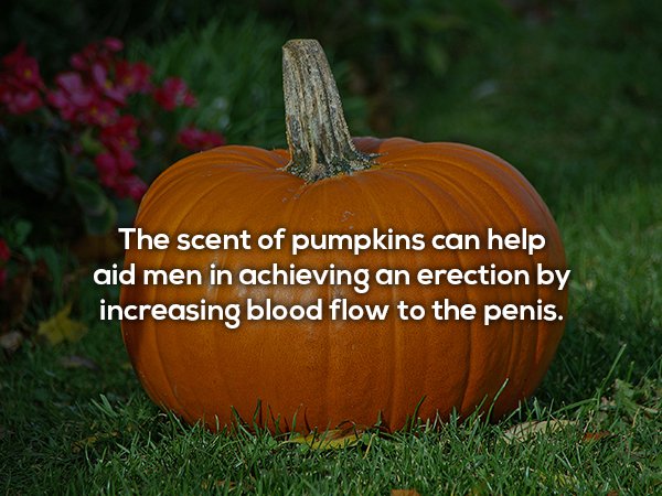 Picture of a pumpkin and fun fact about how the scent of a pumpkin can help aid men in achieving an erection by increasing blood flow.