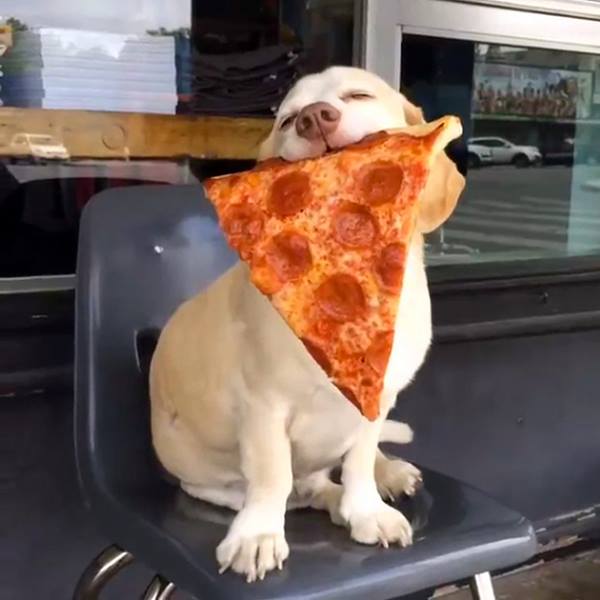 dog holding pizza