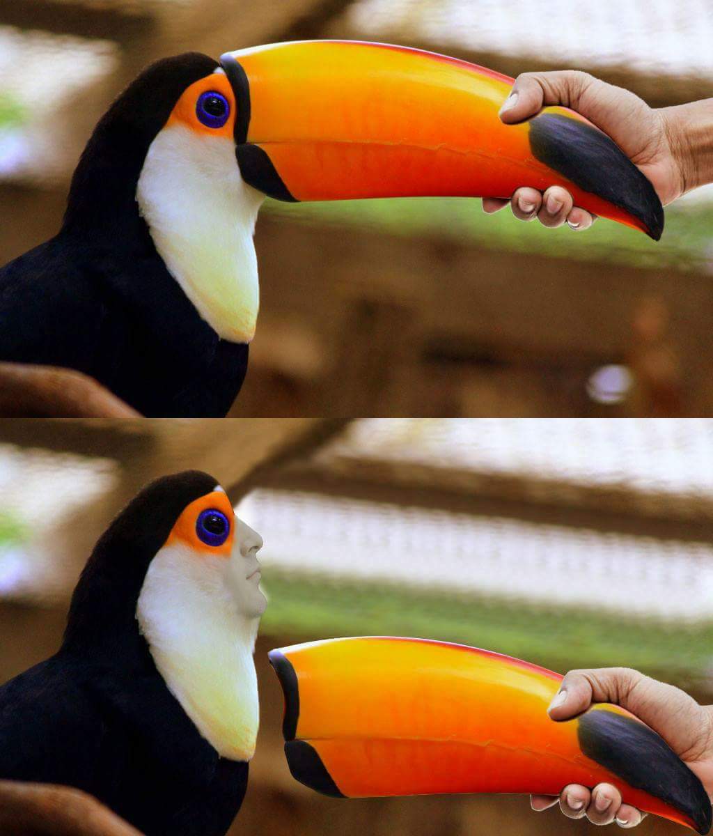 toucan meme