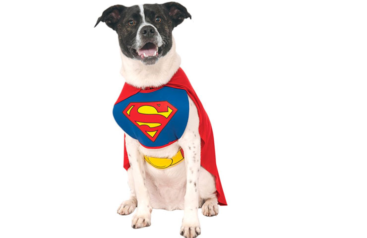 Doggo Superman Costume - $11.99 Get it <a href="https://amzn.to/2DSsadG" target="_blank" rel="nofollow"><font color="red"><b>HERE</font></b></a>.