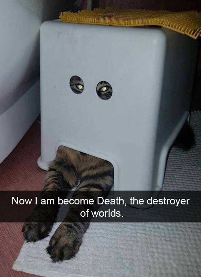 funny memes pic of am become death cat meme - Lllllll Minit Now I am become Death, the destroyer of worlds.
