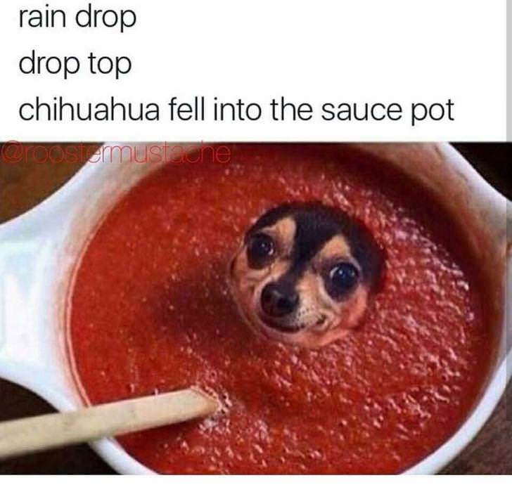 funny memes pic of dog in sauce meme - rain drop drop top chihuahua fell into the sauce pot ,