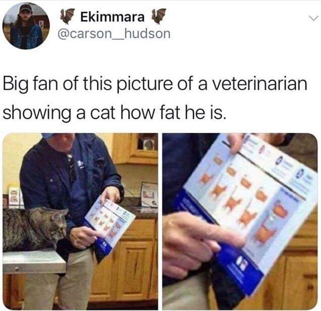 funny memes pic of veterinarian showing a cat how fat he - Ekimmara Big fan of this picture of a veterinarian showing a cat how fat he is.