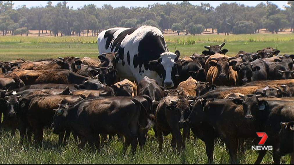funny memes pic of knickers the cow - News