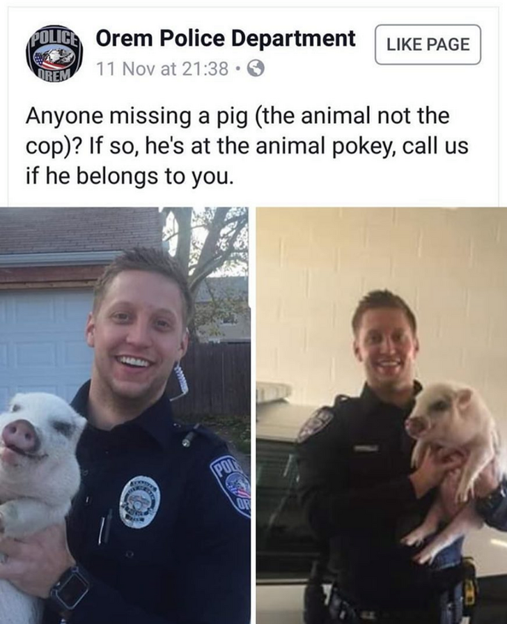funny memes pic of dog - Police Orem Police Department 11 Nov at 21.38. Page Anyone missing a pig the animal not the cop? If so, he's at the animal pokey, call us if he belongs to you.