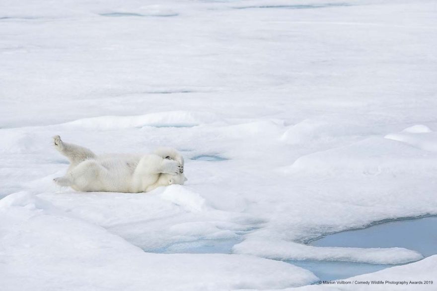 polar bear - Marion Vollbom Comedy Wildlife Photography Awards 2019