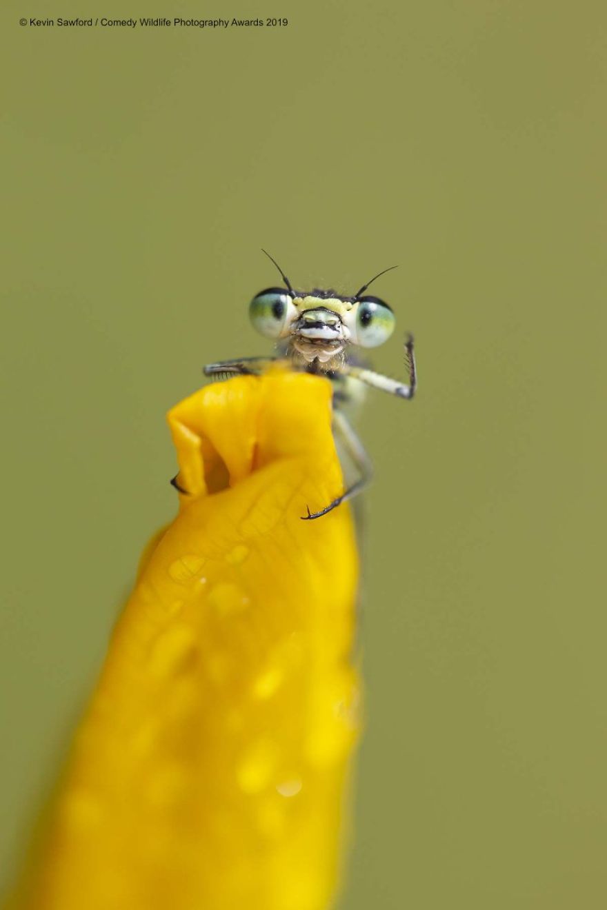 macro photography - Kevin Sawford Comedy Wildlife Photography Awards 2019