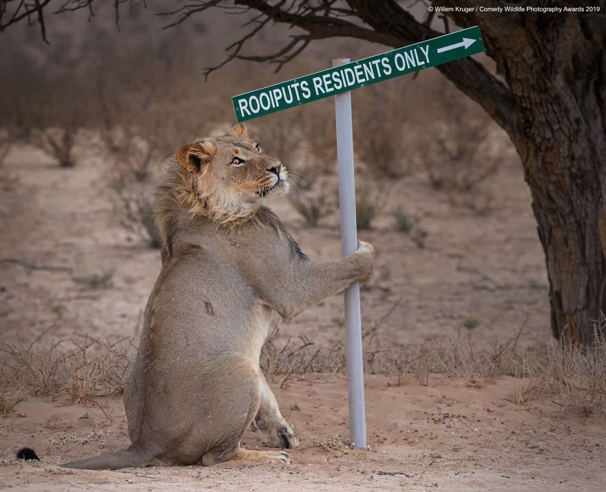 kgalagadi transfrontier park lions - Willem Kruger Comedy Wildlife Photography Awards 2019 Rooiputs Residents Only