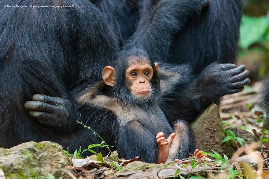 baby chimpanzee - Thomas Mangelsen Comedy Wildlife Photography Awards 2019