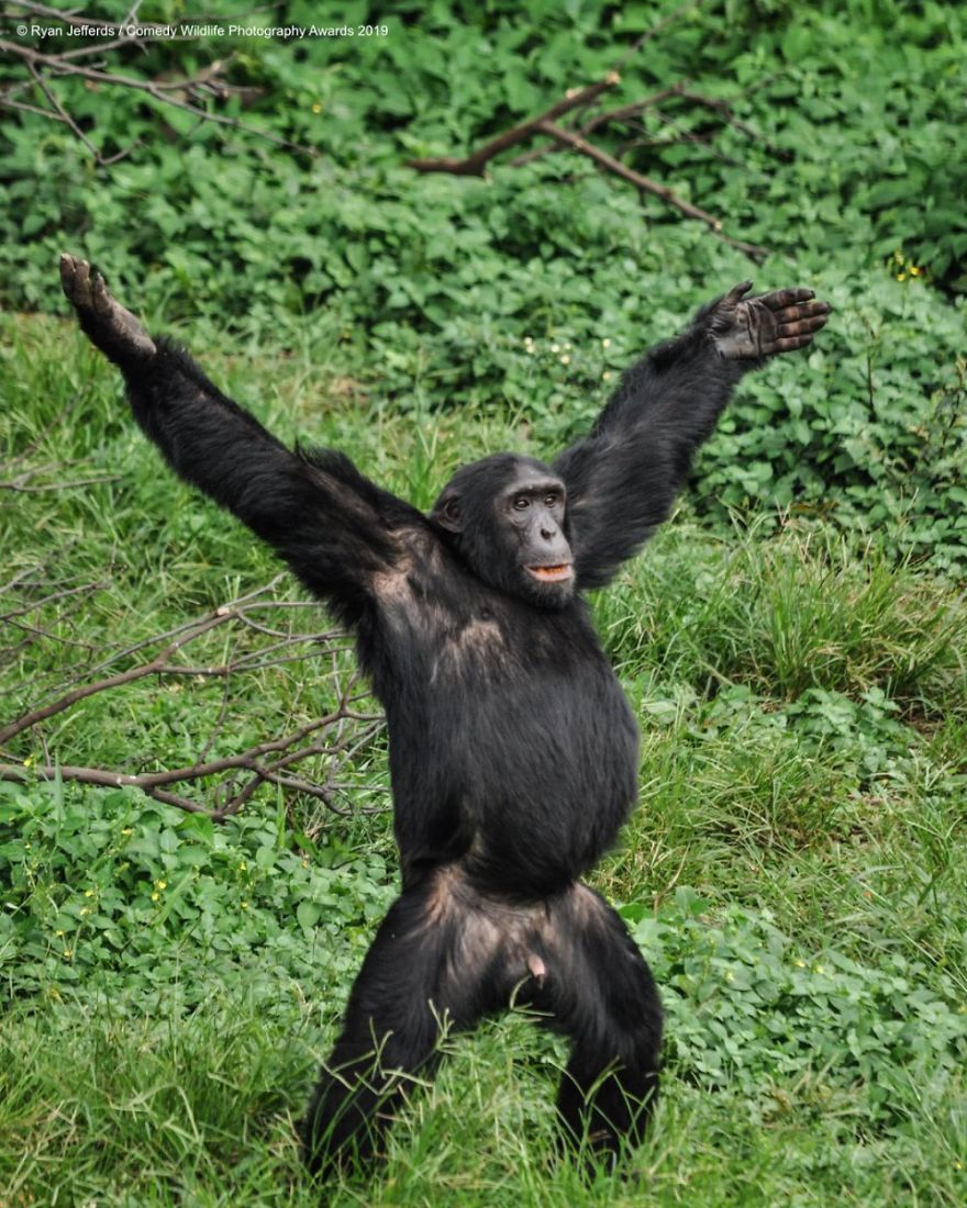 common chimpanzee - Ryan JefferdsComedy Wildlife Photography Awards 2019