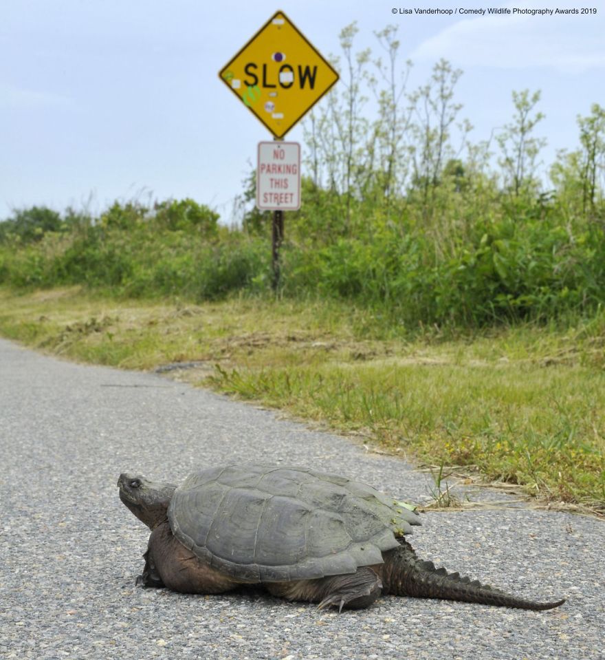 tortoise - Lisa Vanderhoop Comedy Wildlife Photography Awards 2019 Slow Parking This Street
