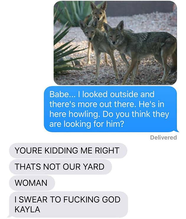 found dog coyote - Babe... I looked outside and there's more out there. He's in here howling. Do you think they are looking for him? Delivered Youre Kidding Me Right Thats Not Our Yard Woman I Swear To Fucking God Kayla