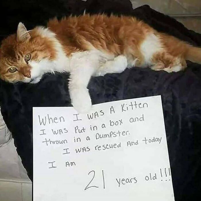 wholesome memes and pics - happy birthday images for him cat - When I Was A Kitten I Was Put in a box and thrown in a Dumpster. I Was rescued And today I Am 21 years old Iii