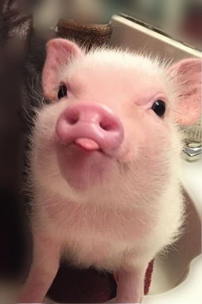 wholesome memes and pics - cute pig