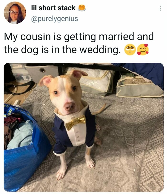 wholesome memes and pics - dog - lil short stack My cousin is getting married and the dog is in the wedding.