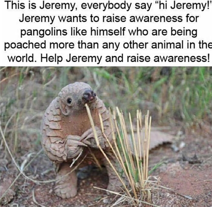 wholesome memes and pics - jeremy pangolin - This is Jeremy, everybody say "hi Jeremy!" Jeremy wants to raise awareness for pangolins himself who are being poached more than any other animal in the world. Help Jeremy and raise awareness!
