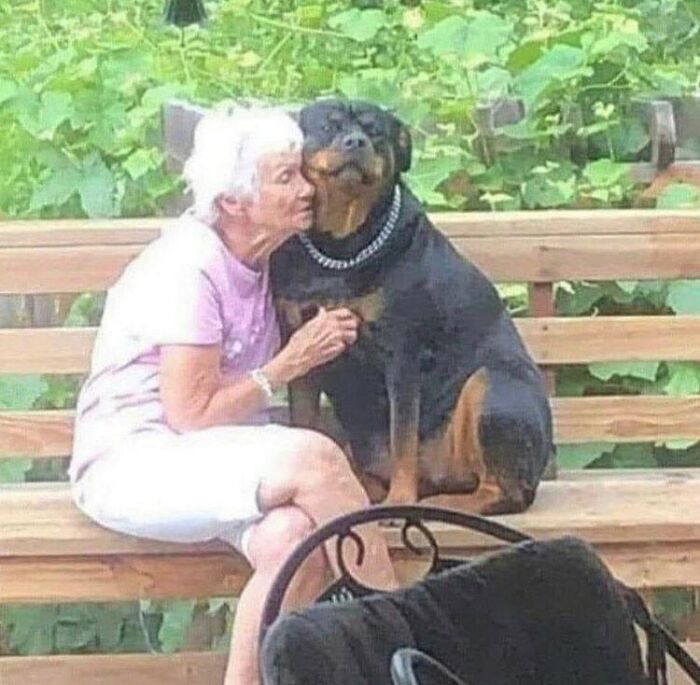 wholesome memes and pics - old lady with dog