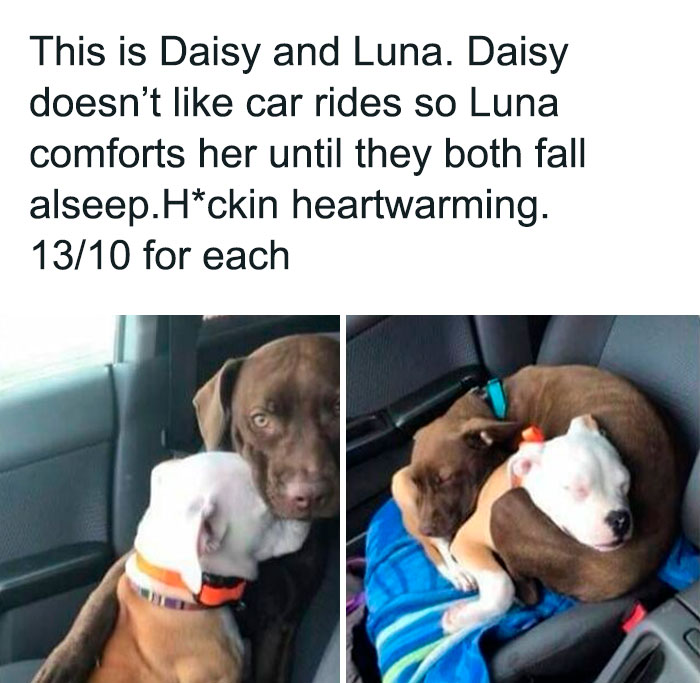 wholesome memes and pics - animal memes that will make your day - This is Daisy and Luna. Daisy doesn't car rides so Luna comforts her until they both fall alseep.Hckin heartwarming. 1310 for each