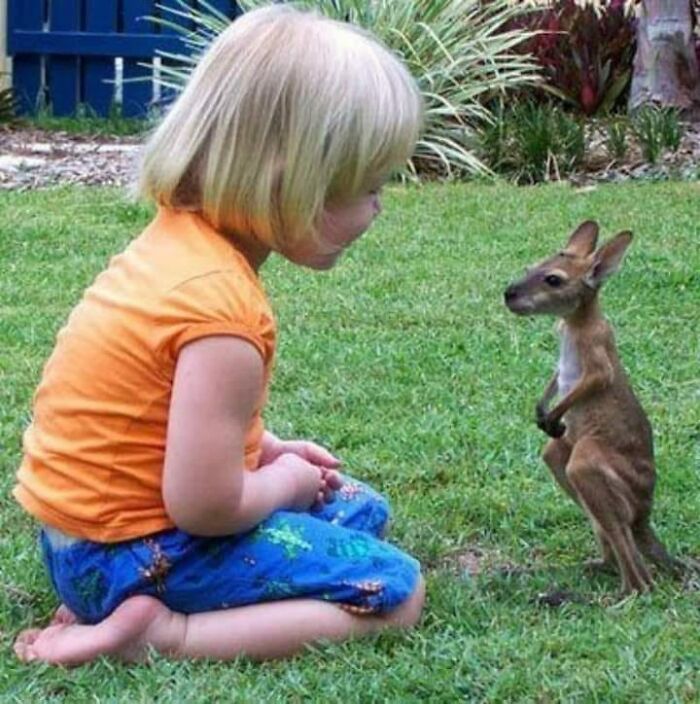 wholesome memes and pics - baby girl kangaroo