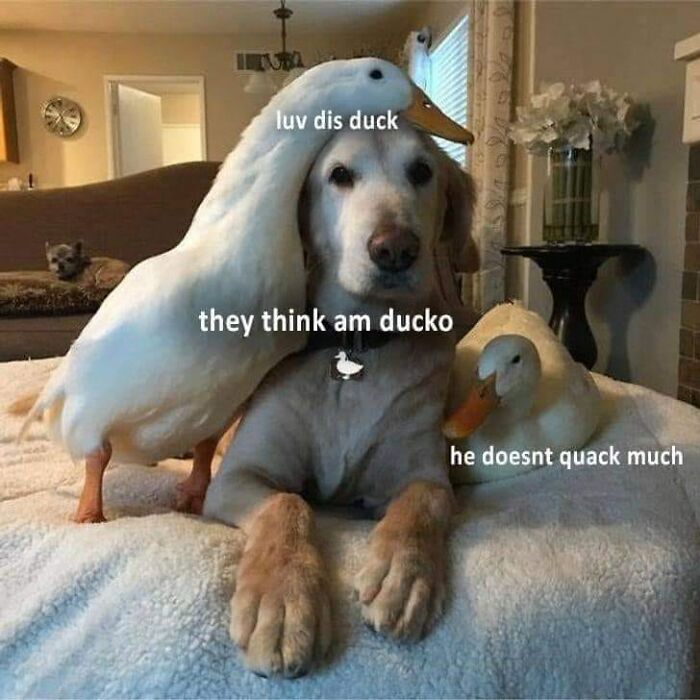 wholesome memes and pics - dogs with ducks - luv dis duck they think am ducko he doesnt quack much