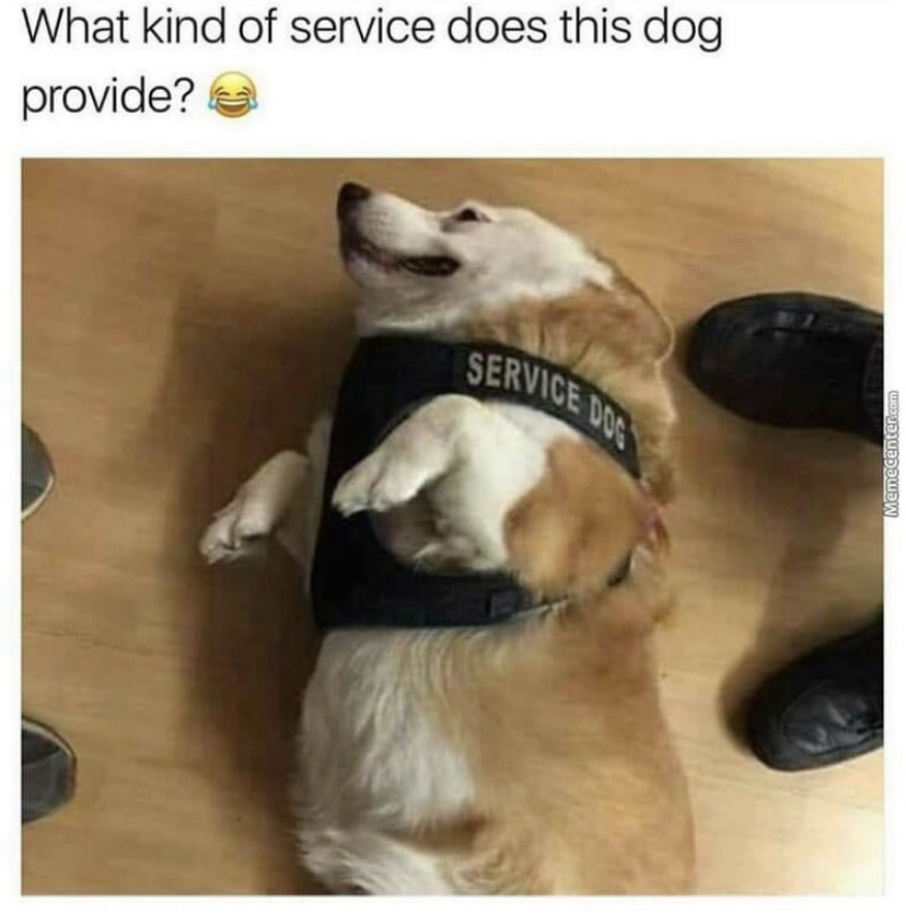 funny memes - kind of service does this dog provide - What kind of service does this dog provide? Service Dos Menente