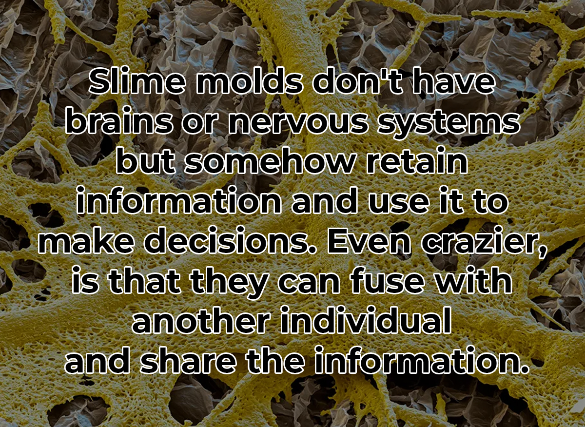 mind blowing ffacts - physarum polycephalum - Slime molds don't have brains or nervous systems but somehow retain information and use it to make decisions. Even crazier, is that they can fuse with another individual and the information.